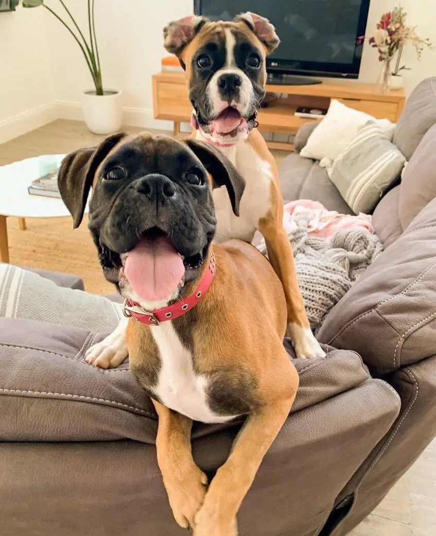 The Benefits of Providing Mental Stimulation for Your Dog