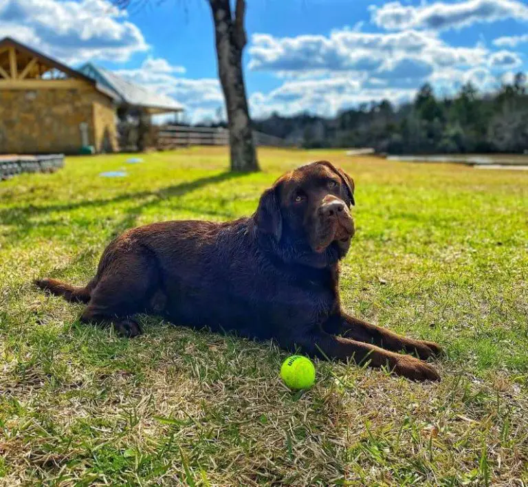 the-top-10-dog-training-techniques-every-owner-should-know