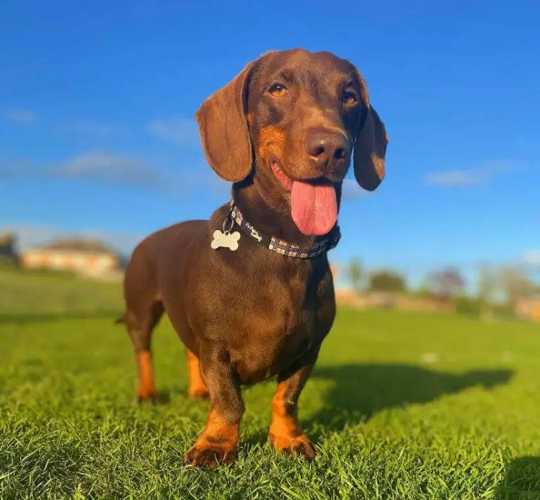 Top 15 Most Difficult Dog Breeds to Train