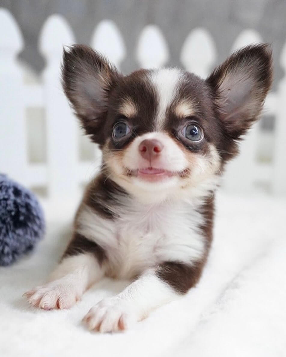 Talkative Dogs Top 15 Most Talkative Dog Breeds - ilovedogscute.com