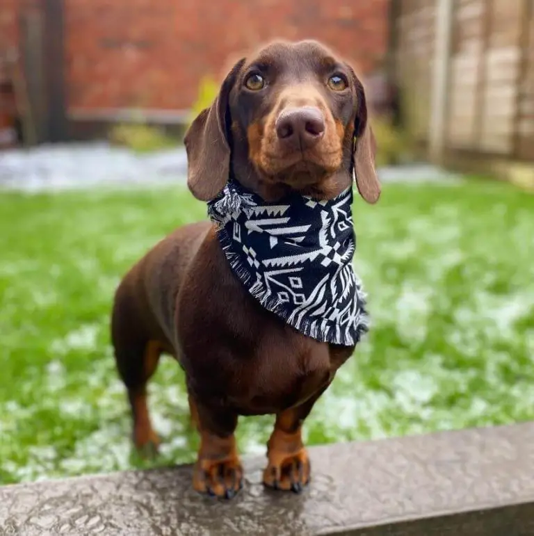 Top 15 Most Talkative Dog Breeds