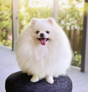 Talkative Dogs Top 15 Most Talkative Dog Breeds - ilovedogscute.com