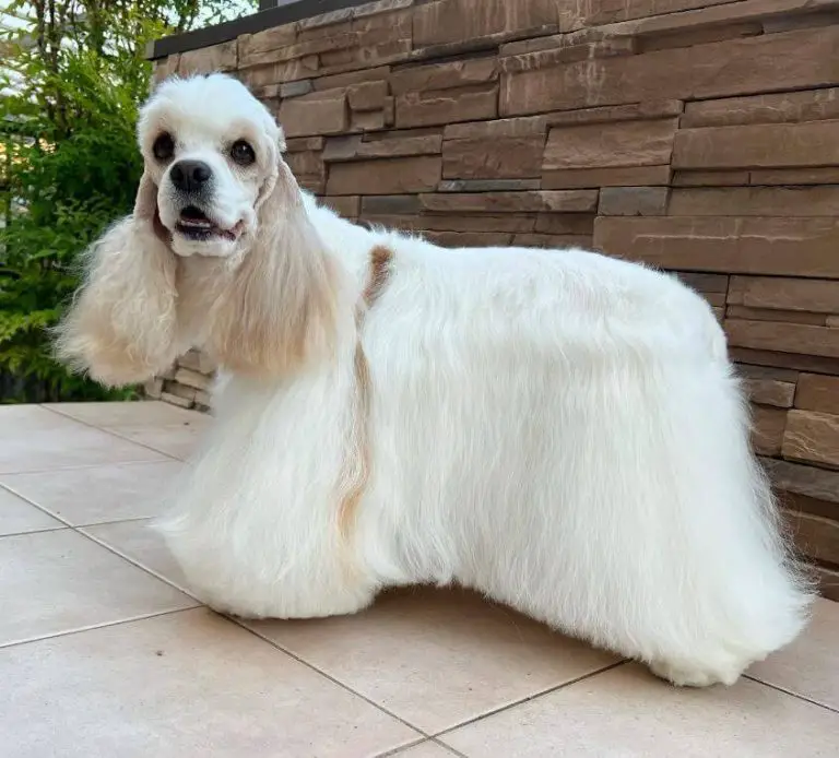 Top 15 Smelliest Dog Breeds