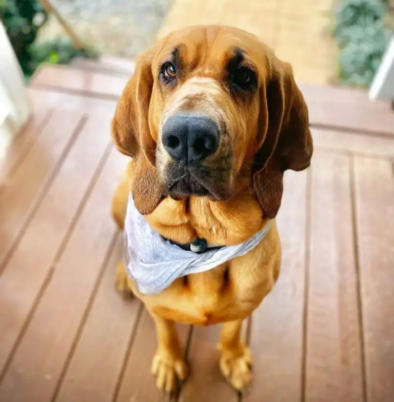 Top 15 Smelliest Dog Breeds