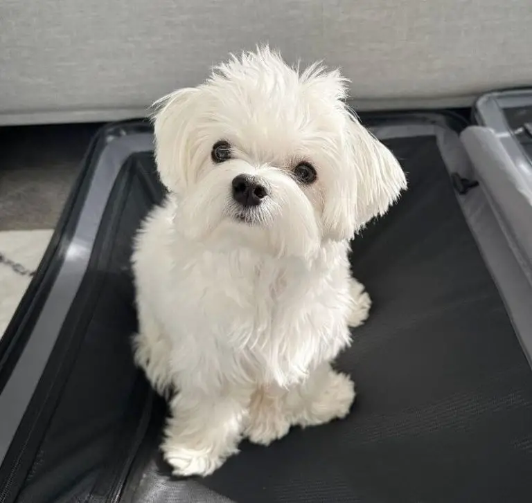 Top 15 Smelliest Dog Breeds