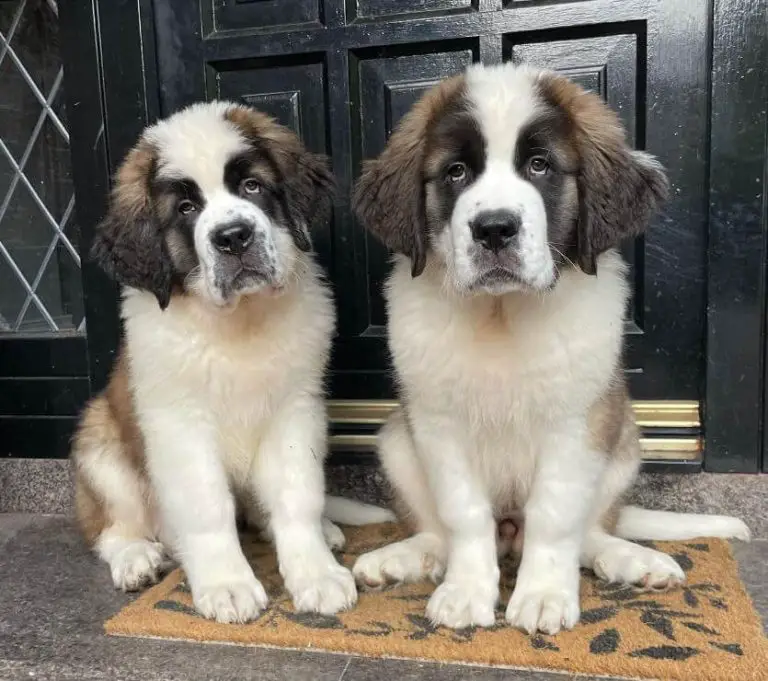 Top 15 Smelliest Dog Breeds