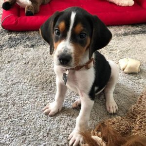 15 Adorable Photos Of Treeing Walker Coonhound Puppies With Sweet ...