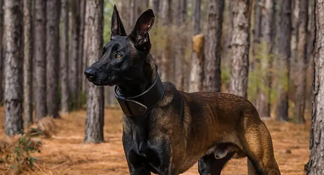 10 Fun Facts About Belgian Malinois Ilovedogscute 10 Fun Facts About Belgian Malinois Ilovedogscute