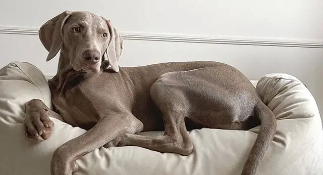 do weimaraners have webbed feet