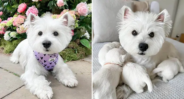 10 Fun Facts About West Highland White Terriers - ilovedogscute.com