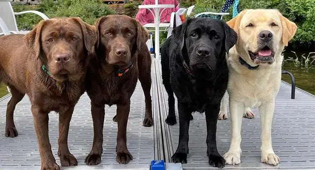 15 Best Dog Breeds For Single People - ilovedogscute.com