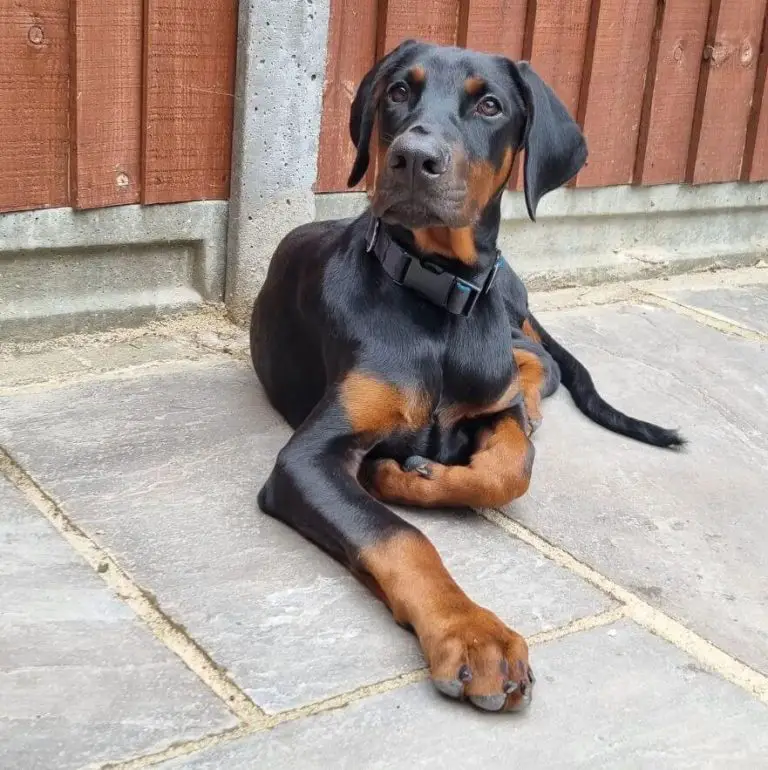 15 Best Dog Breeds For Single People - ilovedogscute.com