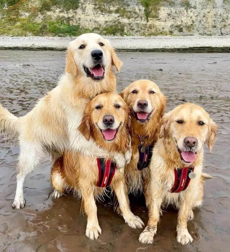 15 Best Dog Breeds For Single People - ilovedogscute.com