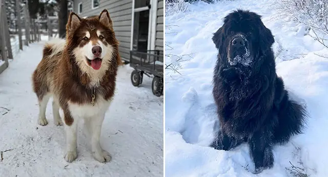 15 Best Dog Breeds for Cold Weather - ilovedogscute.com