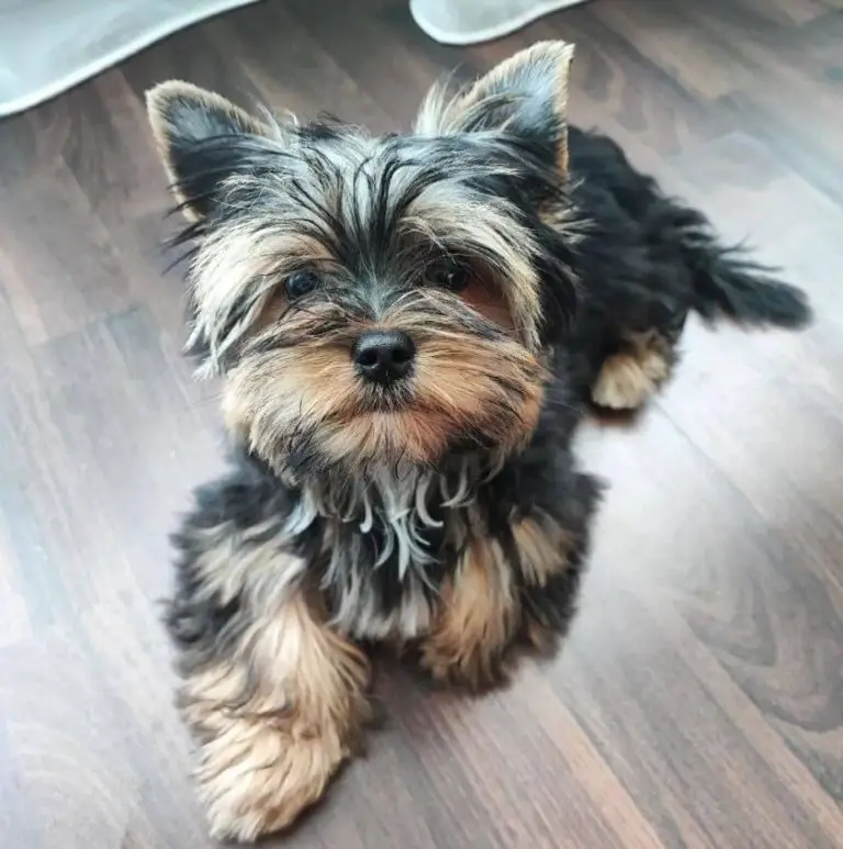 15 Most Affectionate Dog Breeds Always Ready to Snuggle