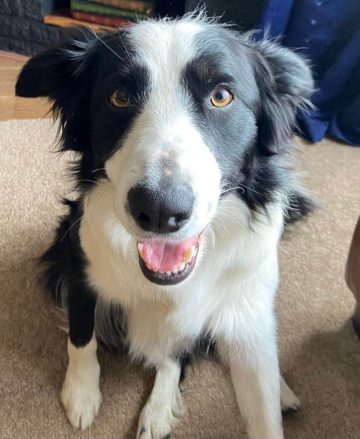 15 Adorable Pictures Of Border Collies In The Pretty Eyes Challenge ...