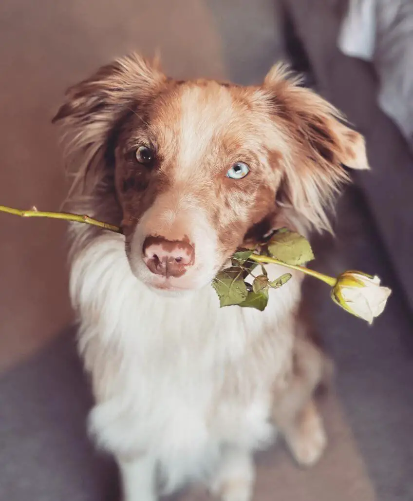 Pretty Collies 15 Adorable Pictures Of Border Collies In The Pretty Eyes Challenge ...
