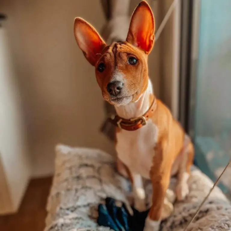 10 Fun Facts About Basenjis