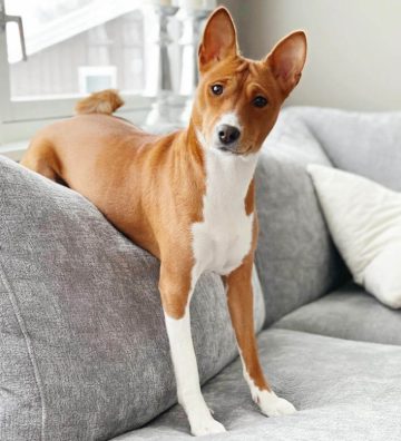 10 Fun Facts About Basenjis - ilovedogscute.com