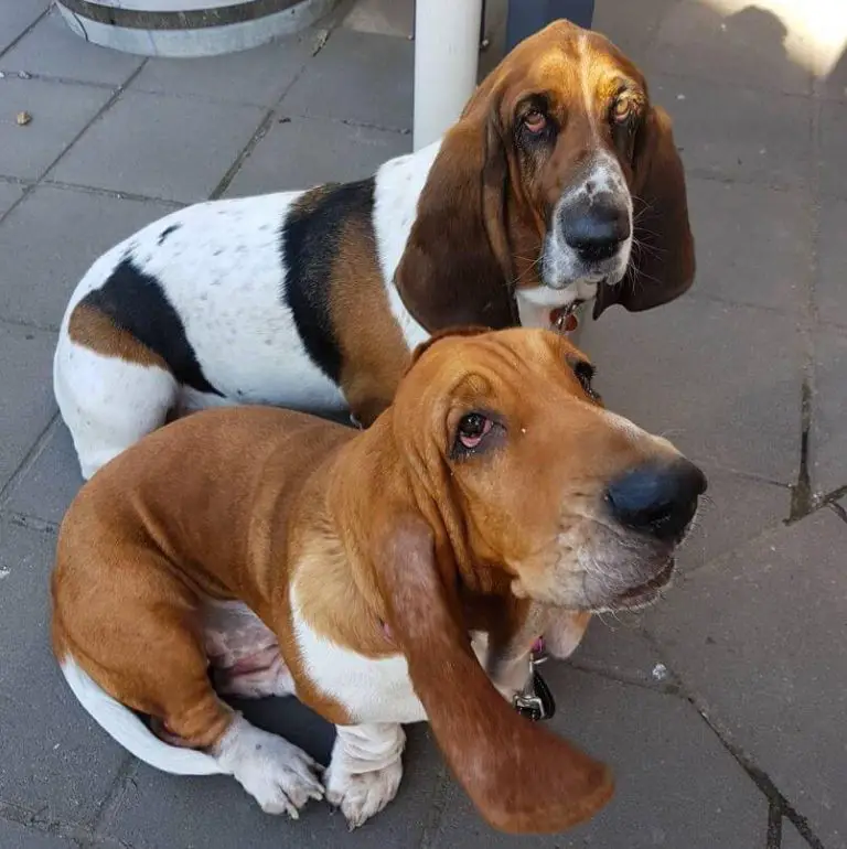 10 Fun Facts About Basset Hounds