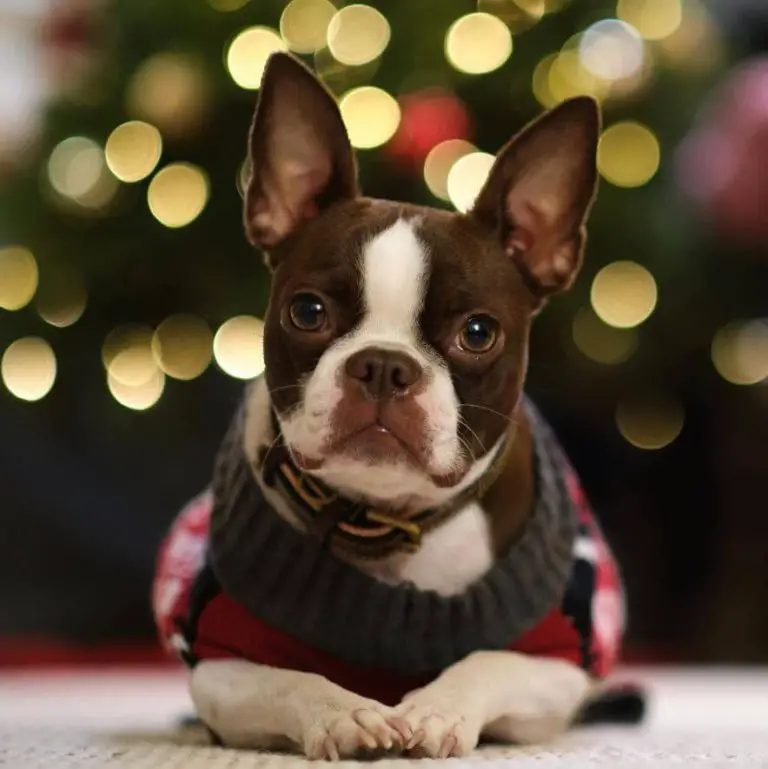 10 Fun Facts About Boston Terriers