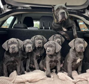 Decoding Cane Corsos Their Surprising Emotional Depth Compared To Humans - er33330