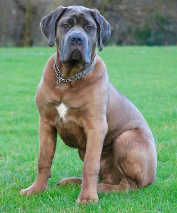 Decoding Cane Corsos Their Surprising Emotional Depth Compared To Humans - 1wnun1g