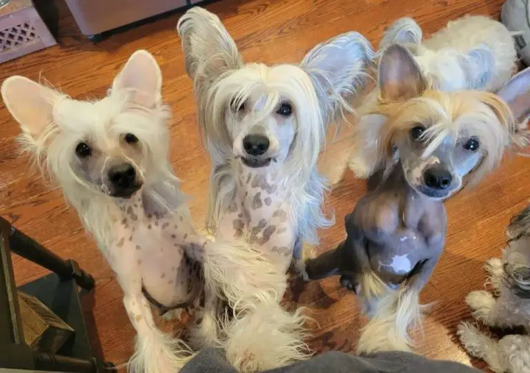 10 Fun Facts About Chinese Crested