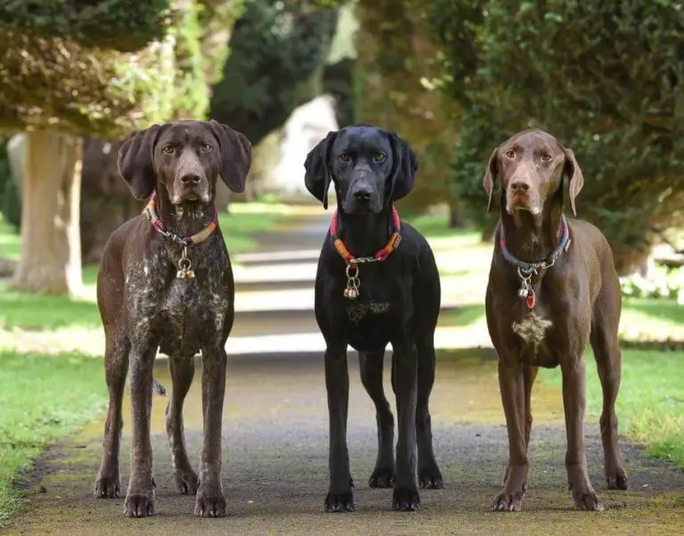 10 Fun Facts About German Shorthaired Pointers