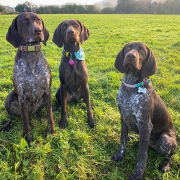 10 Fun Facts About German Shorthaired Pointers - ilovedogscute.com