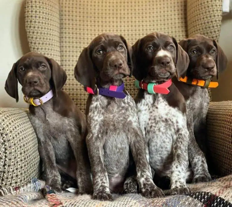 10 Fun Facts About German Shorthaired Pointers - ilovedogscute.com