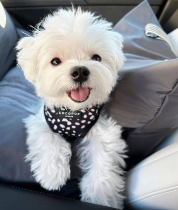 10 Fun Facts About Maltese Dogs: A Charming and Loyal Breed ...