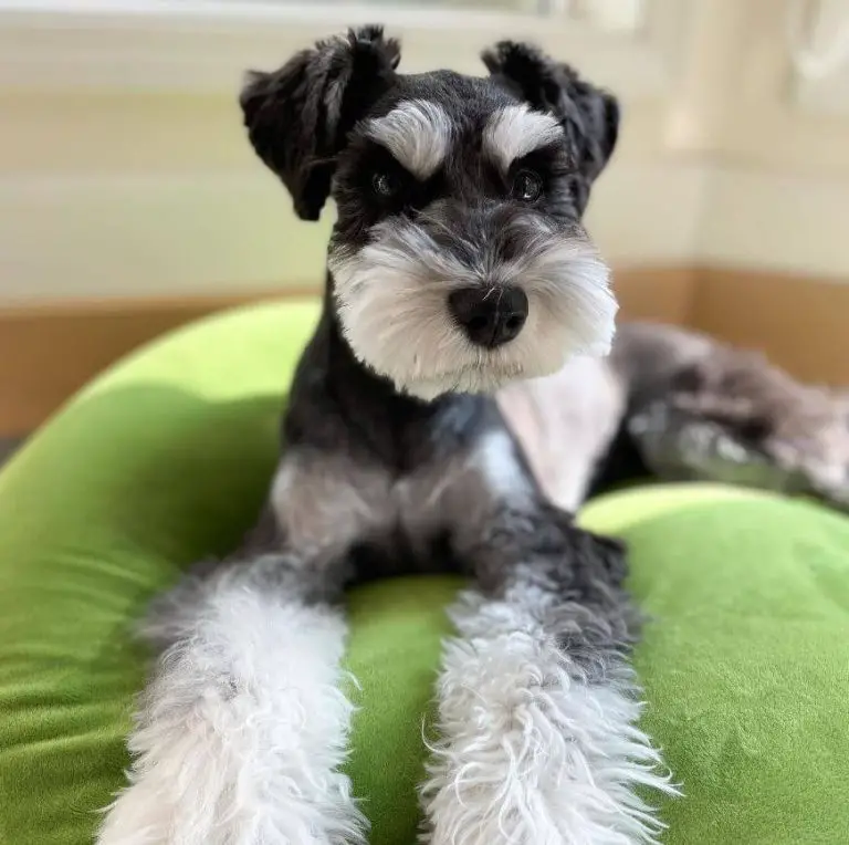 10 Fun Facts About Miniature Schnauzers - ilovedogscute.com