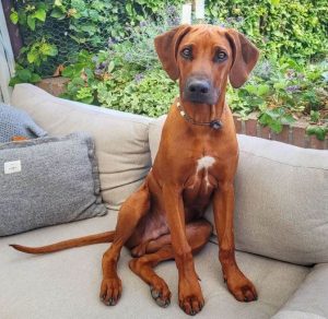 10 Fun Facts About Rhodesian Ridgebacks - ilovedogscute.com