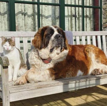 10 Fun Facts About Saint Bernards - Ilovedogscute.com