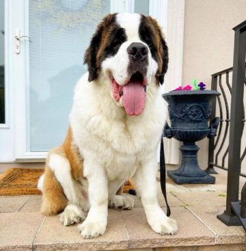 10 Fun Facts About Saint Bernards - Ilovedogscute.com