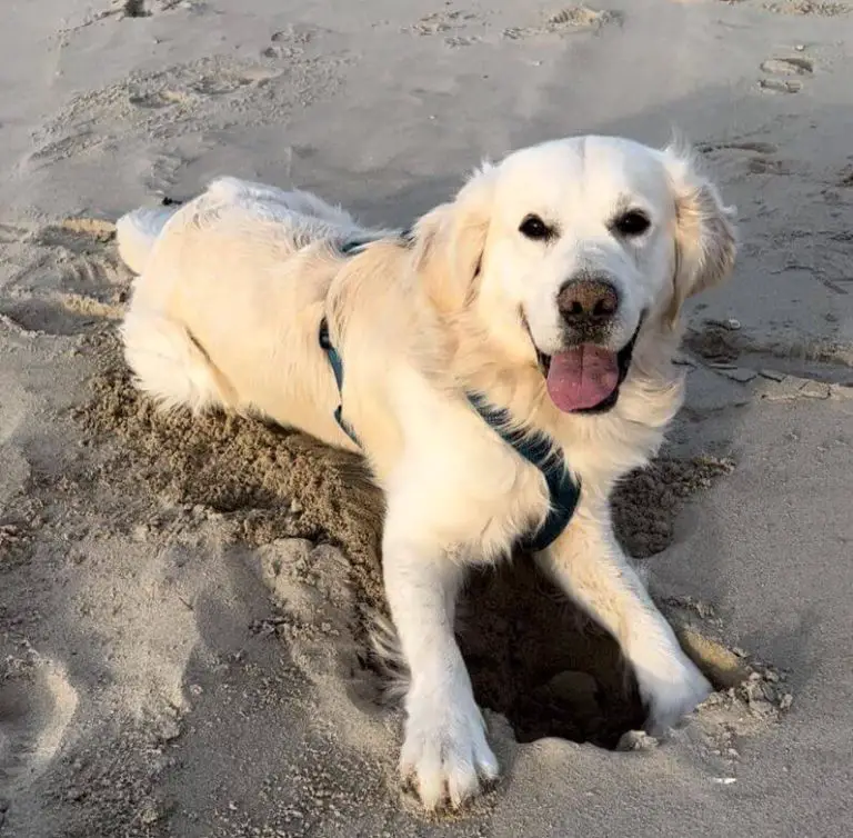 How to Stop a Dog from Digging Holes in Your Yard - ilovedogscute.com