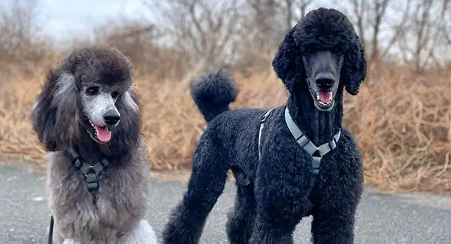 The 15 Best Large Dog Breeds For Kids - ilovedogscute.com