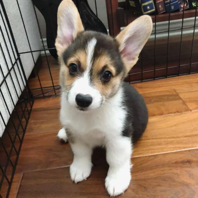 Top 15 Dog Breeds That Have The Cutest Puppies - ilovedogscute.com