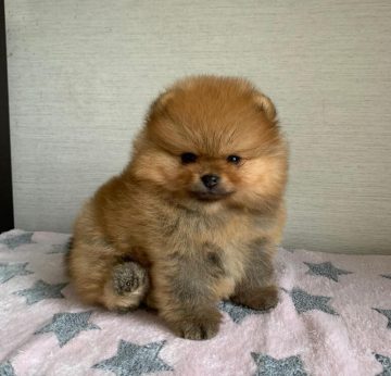 Top 15 Dog Breeds That Have The Cutest Puppies - ilovedogscute.com