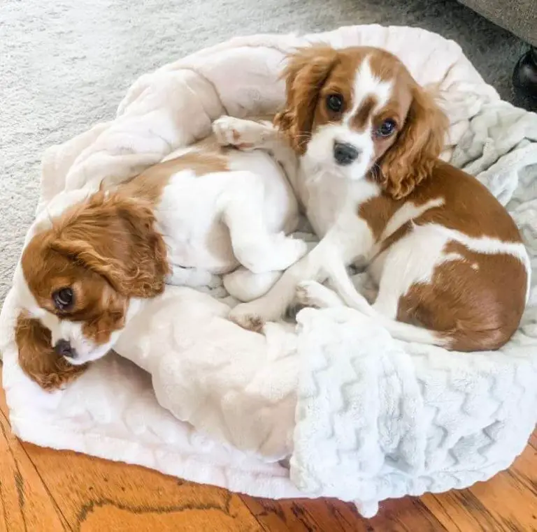 Top 15 Dog Breeds That Love to Cuddle The Most