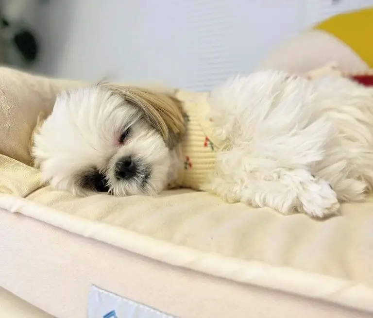 Top 15 Laziest Dog Breeds