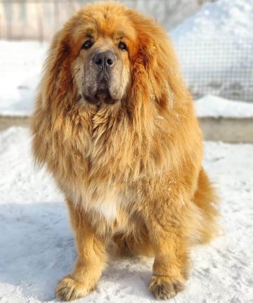 Top 15 Strongest Dog Breeds in the World - ilovedogscute.com