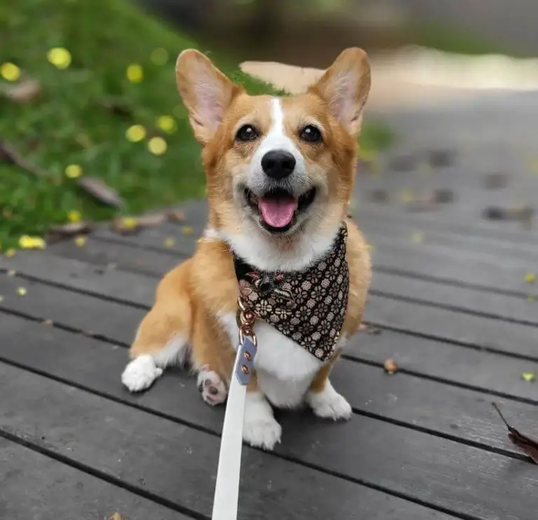 Photo inspiration: Training Your Dog To Walk On A Leash Without Pulling Photo Inspiration