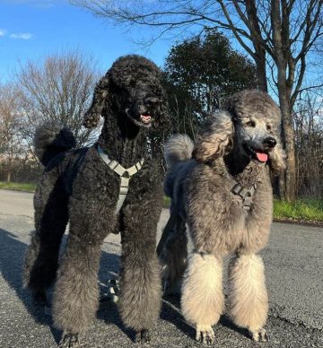 15 Best Dog Breeds for Extroverts - ilovedogscute.com