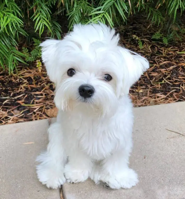 Does My Dog Have Hair or Fur? Understanding the Difference