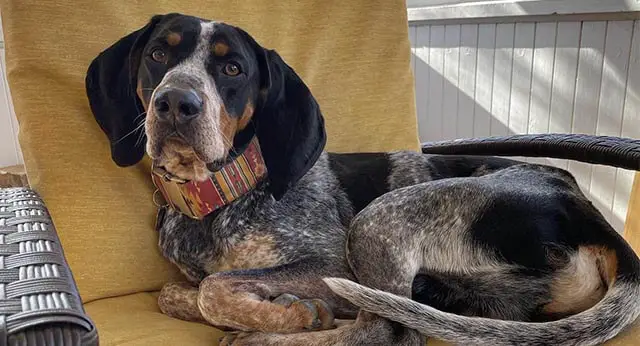 dog-flu-symptoms-treatment-and-prevention-ilovedogscute