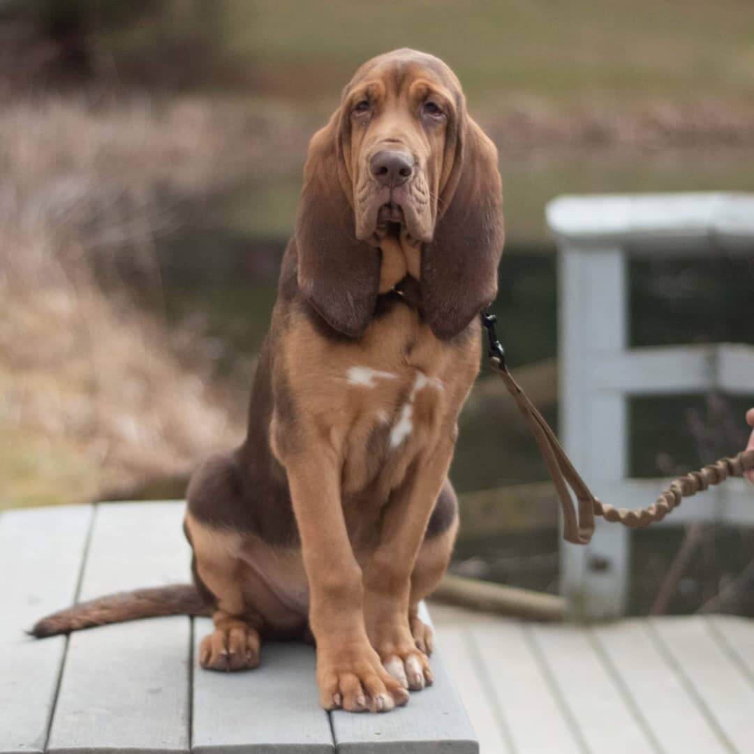 FACTS ABOUT BLOODHOUNDS visual data 8