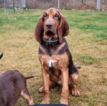 10 Fun Facts About Bloodhounds - ilovedogscute.com