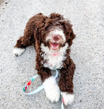 10 Fun Facts About Portuguese Water Dogs - Ilovedogscute.com